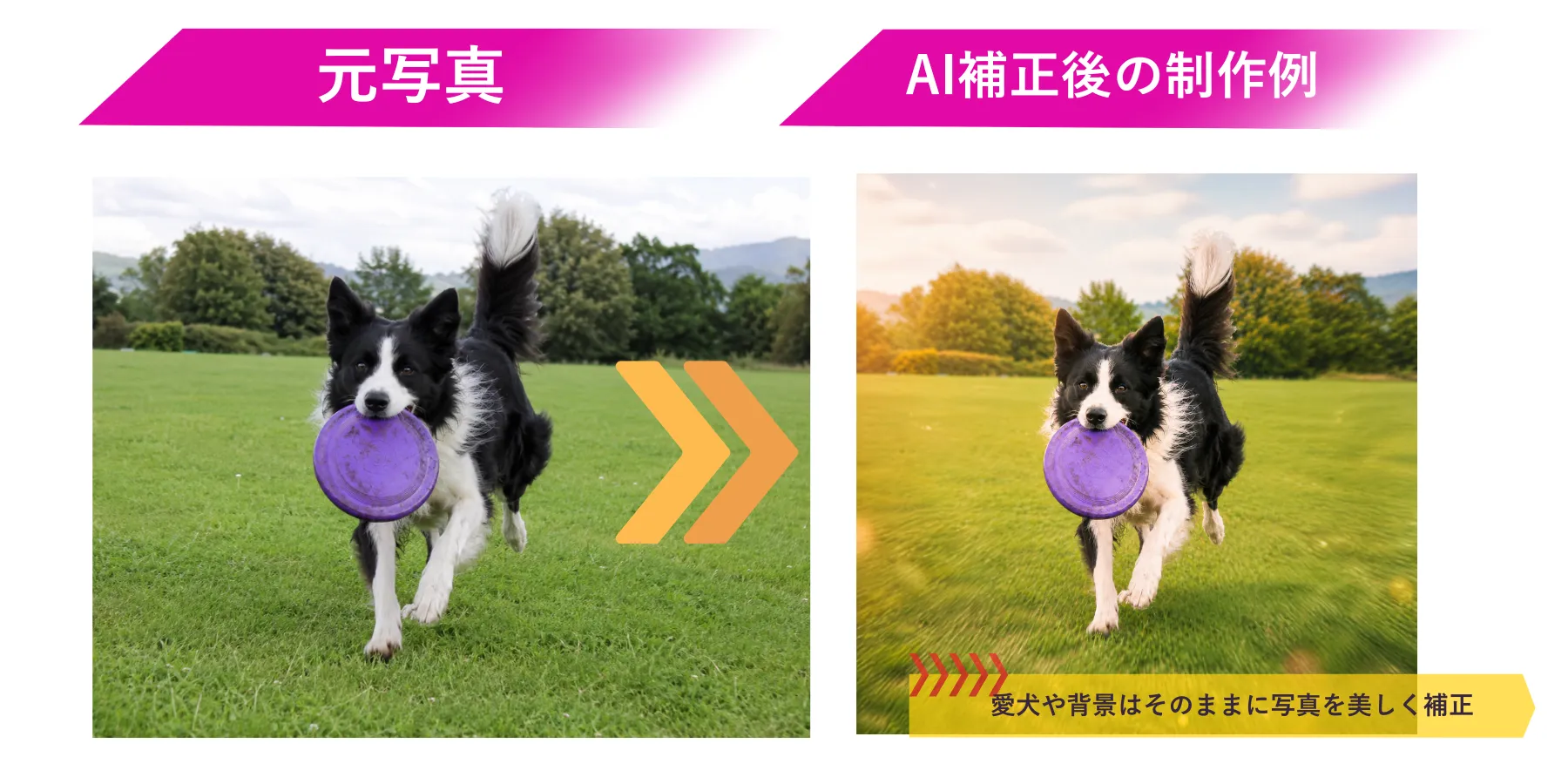 フリスビーをくわえて芝生を走るボーダーコリーの正方形フォトパネル制作例
