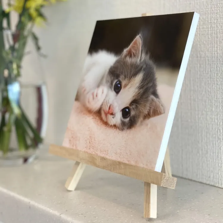イーゼルに乗った子猫の7mm白パネル