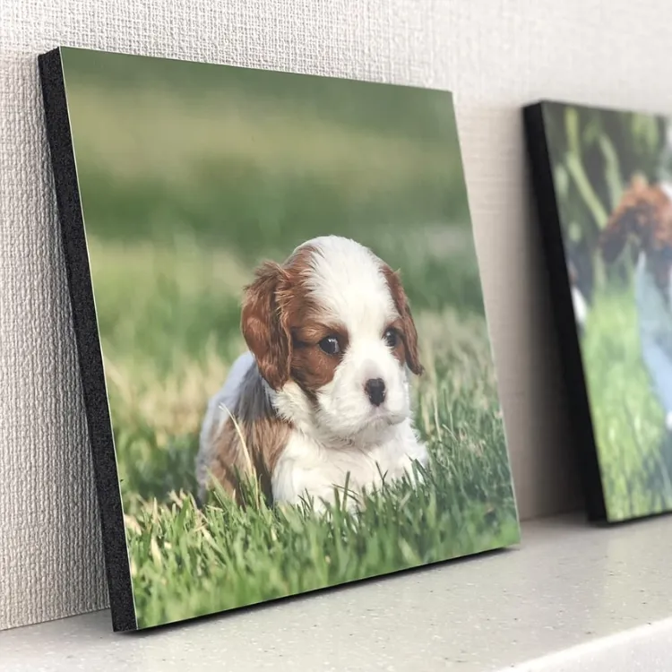 子犬の写真の黒パネル